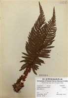 藏品(尖葉耳蕨)的圖片